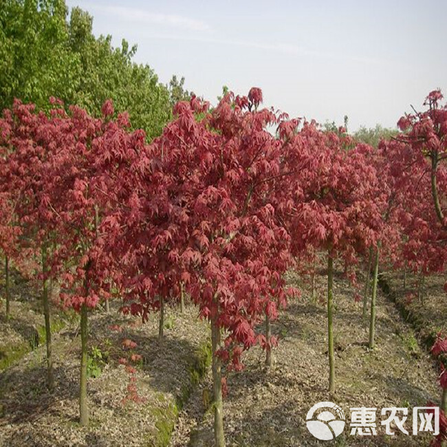 红枫树苗盆栽红枫树苗植物四季庭院红舞姬红枫小苗三季红室外种植