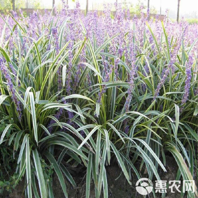 绿化苗木金叶麦冬草 小区种植金边麦冬草 彩色麦冬草苗圃