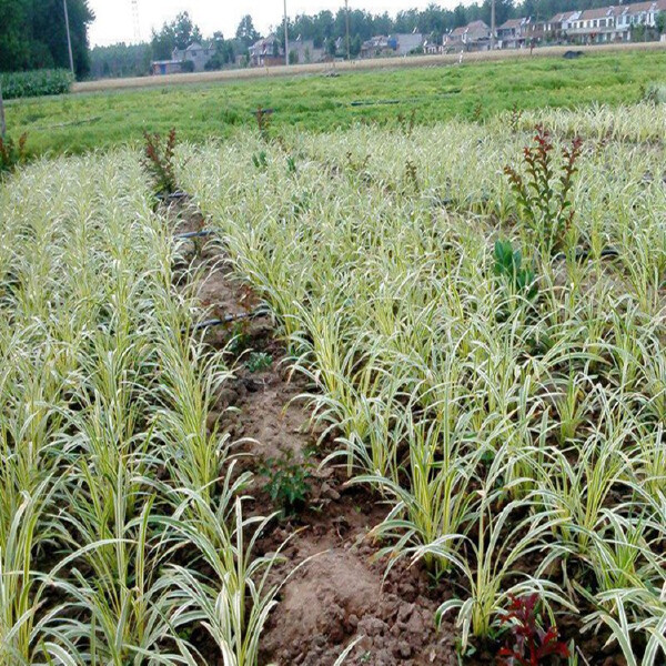 绿化苗木金叶麦冬草 小区种植金边麦冬草 彩色麦冬草苗圃