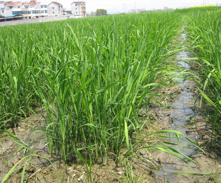 水生植物茭白苗  高瓜茭白   茭瓜双季高瓜苗   龙虾套养