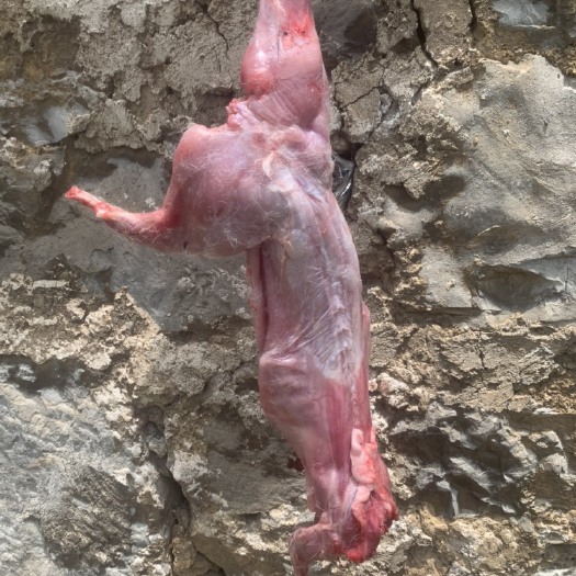 赫章县兔肉