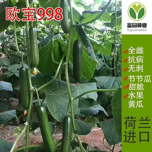 寿光市水果黄瓜种子  荷兰水果黄瓜抗高温全雌油亮节节有瓜适应性广