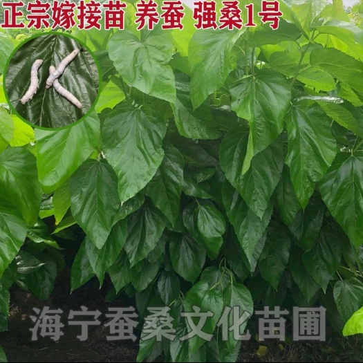 海宁市强桑1号桑树苗  强桑一号养蚕苗子
