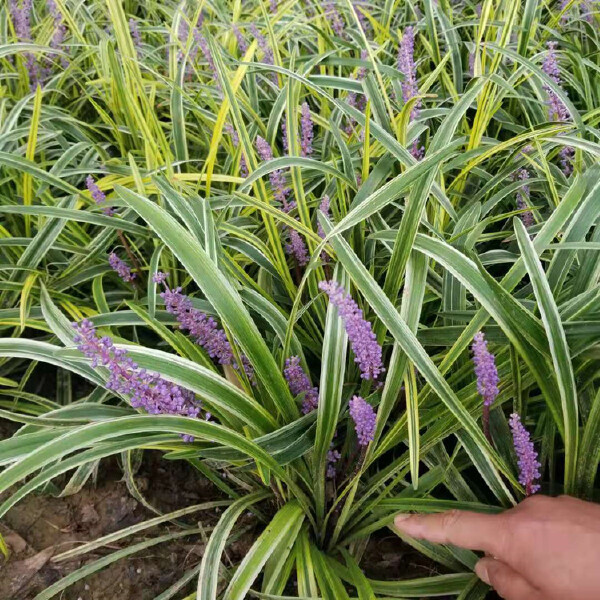 绿化苗木金叶麦冬草 小区种植金边麦冬草 彩色麦冬草苗圃