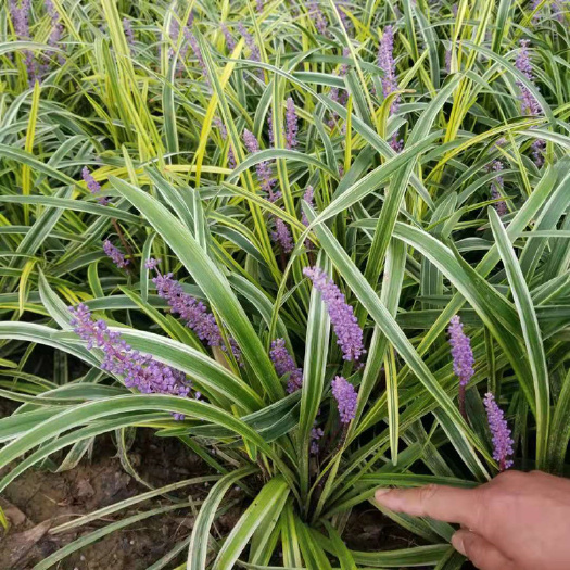 东海县绿化苗木金叶麦冬草 小区种植金边麦冬草 彩色麦冬草苗圃