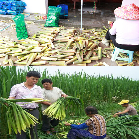 东海县早双季茭白种苗 茭白苗 高笋高瓜种苗 新苗浙大6号包活