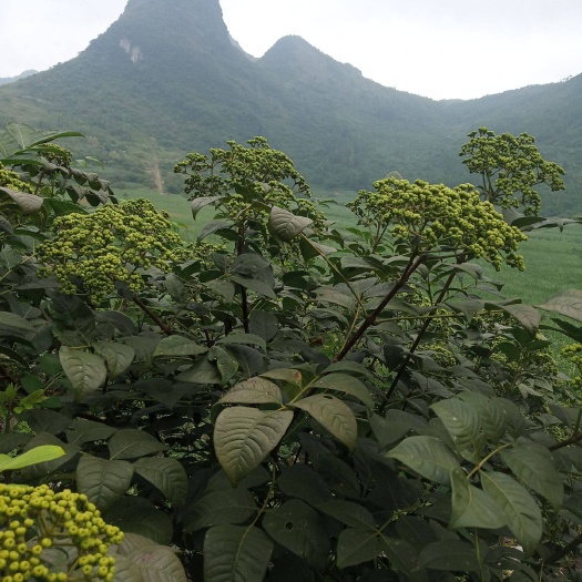 柳城县药用茱萸，吴茱萸