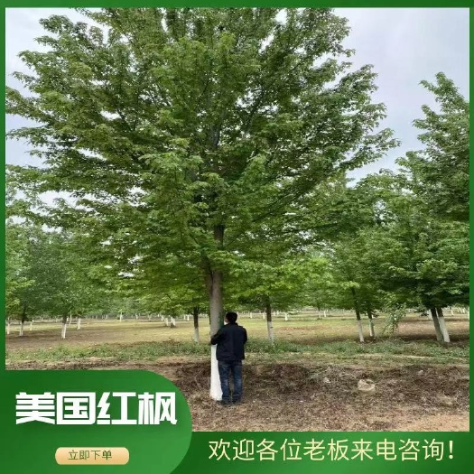 邳州市美国红枫8—10公分基地直销