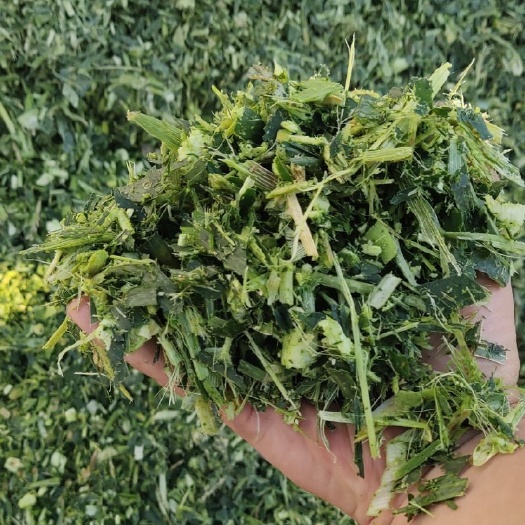 南皮县玉米青储