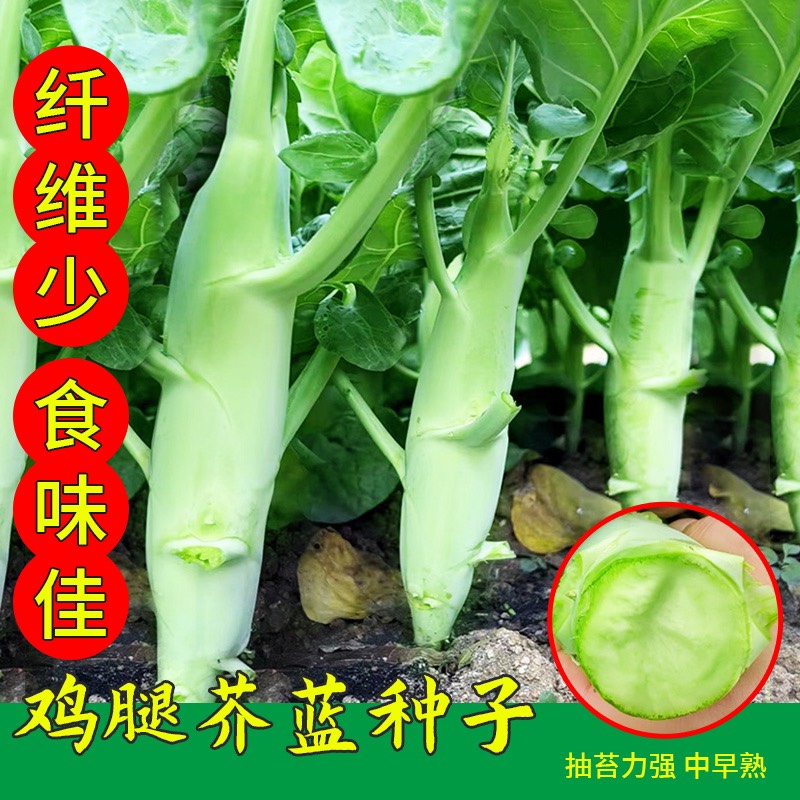祁东县甜脆鸡腿芥蓝种子粗条籽芥兰广东四季菜籽大菜秋季蔬菜种籽孑菜种