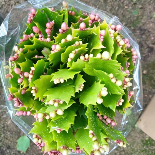 漳平市蟹爪兰大量有货基地直销原装带土发货精挑细选