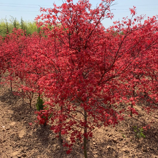 红枫树苗盆栽红枫树苗植物四季庭院红舞姬红枫小苗三季红室外种植