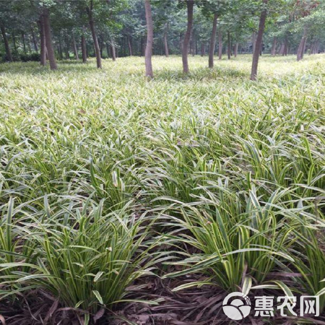 绿化苗木金叶麦冬草 小区种植金边麦冬草 彩色麦冬草苗圃