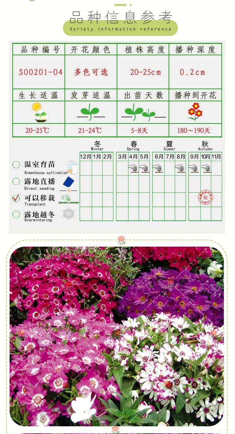 常用花卉瓜叶菊种子办公室内 阳台盆栽庭院花卉混色