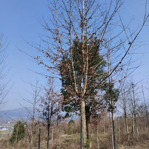 长沙枫香基地批发规格齐全成活率高欢迎咨询