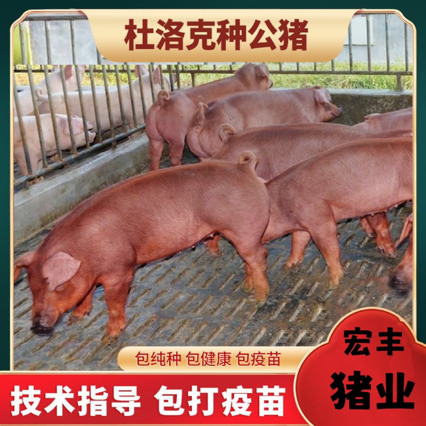 大方县贵州发货原种美系杜洛克种公猪比系配种长白约克公猪支持上门看货
