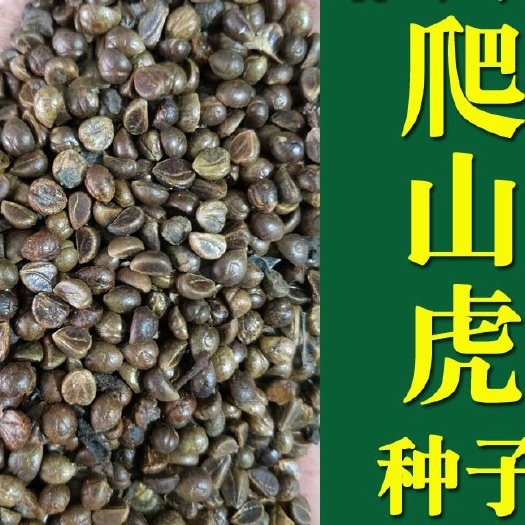 沭阳县爬山虎种子批发包邮 攀援爬藤爬墙虎花卉种籽观叶植物地锦