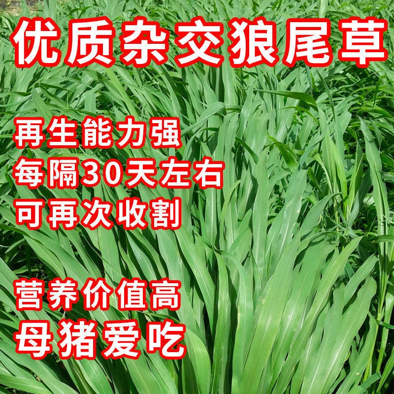 沭阳县狼尾草种子批发包邮牧草多年生养殖高产耐旱耐收割牛羊鱼兔草再生