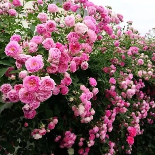 红花蔷薇  无刺粉团蔷薇 品种月季 七姊妹蔷薇花 南北方陆地