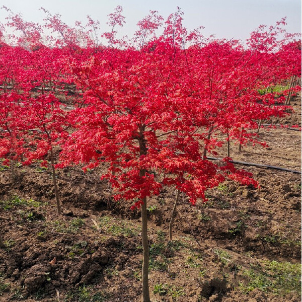 红枫树苗盆栽红枫树苗植物四季庭院红舞姬红枫小苗三季红室外种植