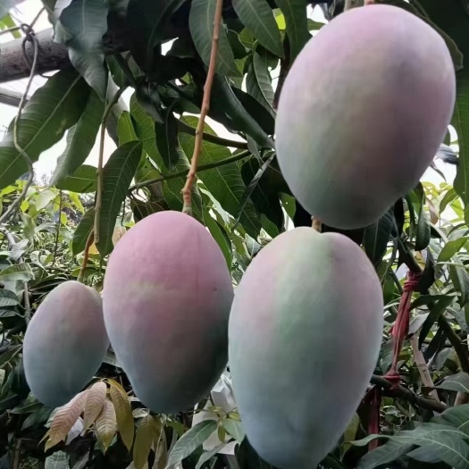 淄博芒果