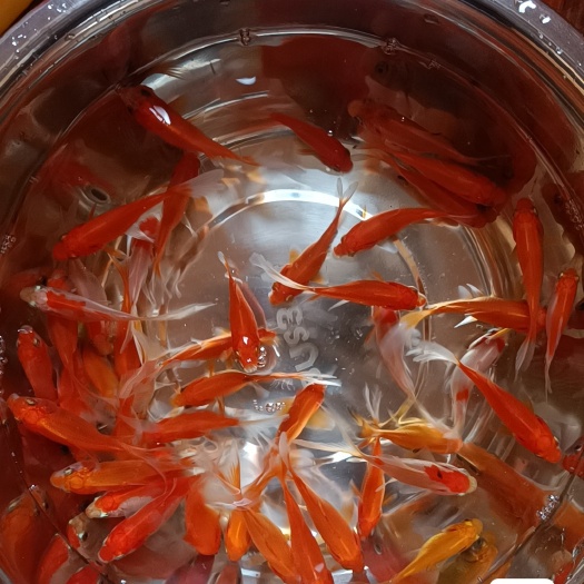 桐乡市精品小红草，饲料鱼，小金鱼