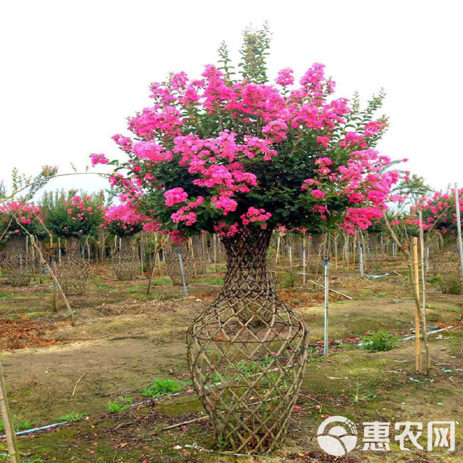 紫薇花瓶造型树编织树苗红火箭红花紫薇苗庭院别墅风景树耐寒紫薇