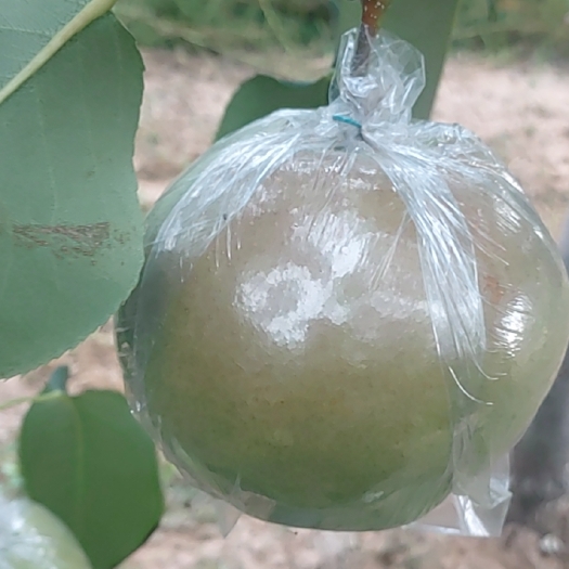 翼城县山西玉露香梨