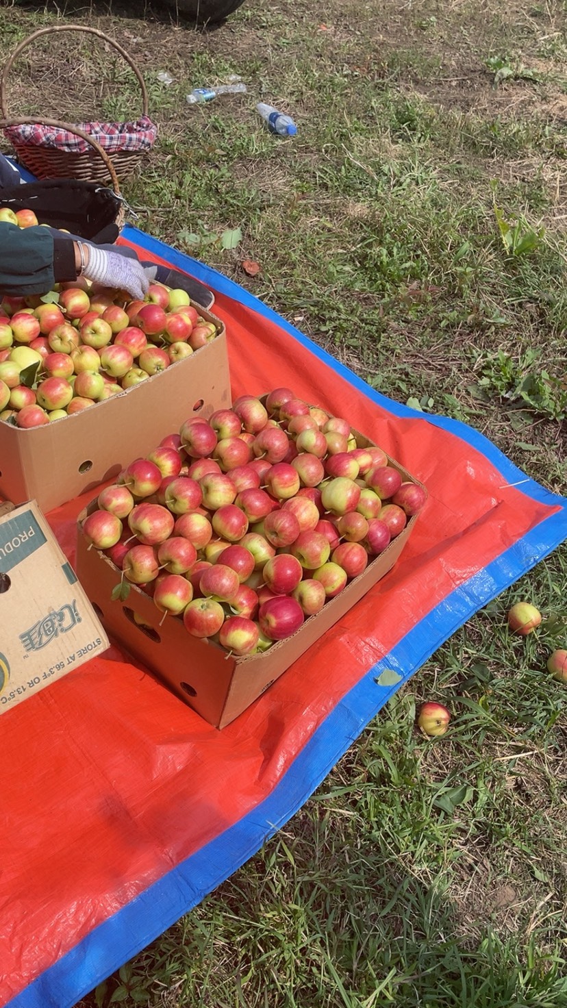 西丰县123小苹果，鸡心果