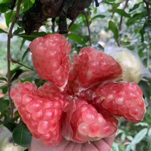 蒙自市云南蒙自甜石榴