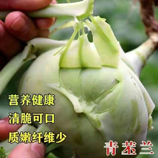 成都水果苤兰种子蔬菜种籽良种翠玉青苤蓝菜球有机皮兰蔬菜种子