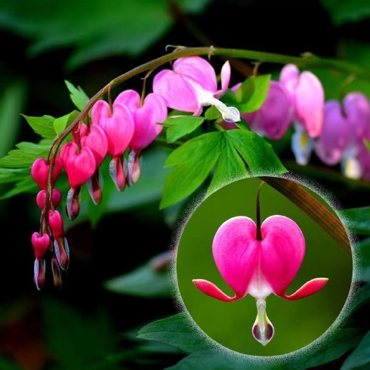 菏泽菏泽牡丹花（伊藤系列）