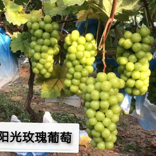兴城市阳光玫瑰嫁接葡萄苗，贝达根系，夏黑根系，5bb根系