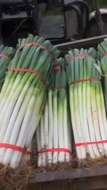 民勤县铁杆大葱