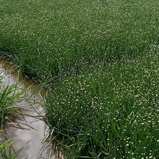 仙居县谷精草  珍珠草 干货 现货