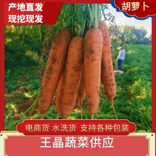 朔州山西胡萝卜大量上市，电商货，市场货。水洗货。大吨位供应