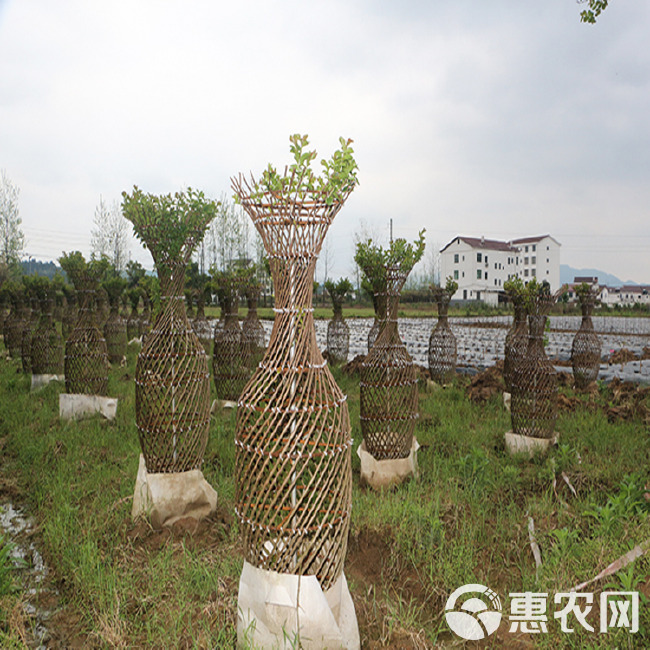 紫薇花瓶专卖 紫薇造型花柱批发 海棠花瓶编制骨架 樱花柱小区