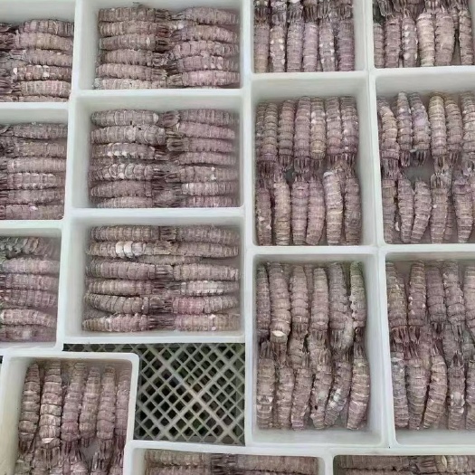 乳山市精品皮皮虾虾肉，厂家直供