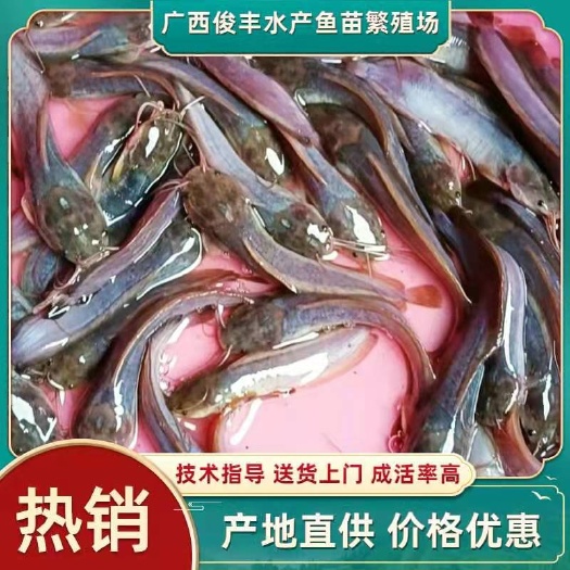 南宁三黄塘虱鱼苗 【场地直供】优质塘角鱼苗，三黄本地塘角鱼苗，杂