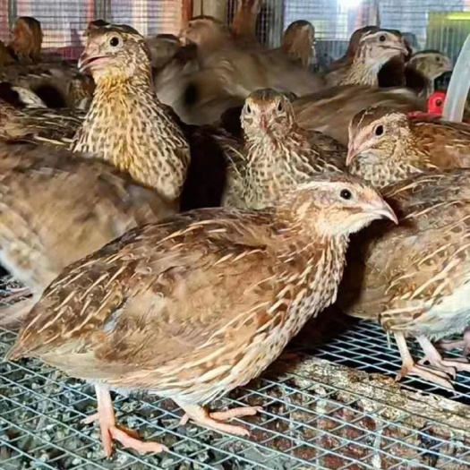 儋州市海南鹌鹑，肉用鹌鹑，鹌鹑蛋，鹌鹑蛋养殖基地批发零售
