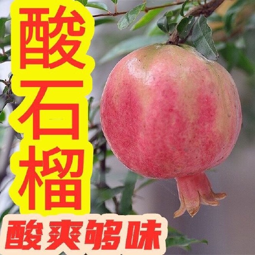建水县云南建水酸石榴