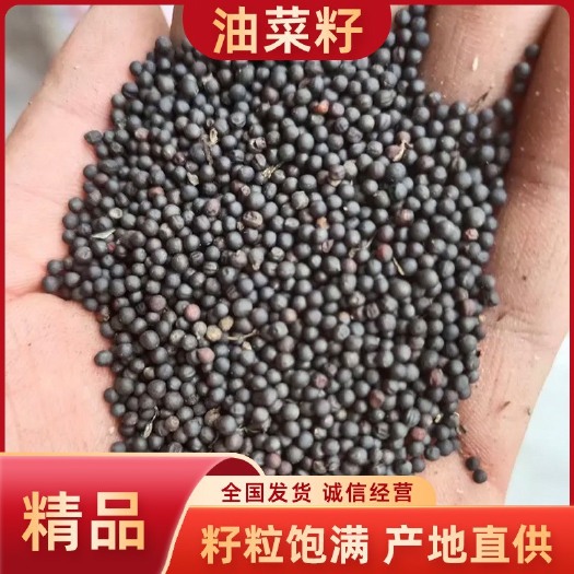 贵阳【精品】大量供应油菜籽   黑菜籽   含油40-41
