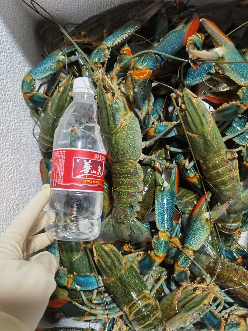Ű޵ˮϺ  ƷϺӦС ֳЧ