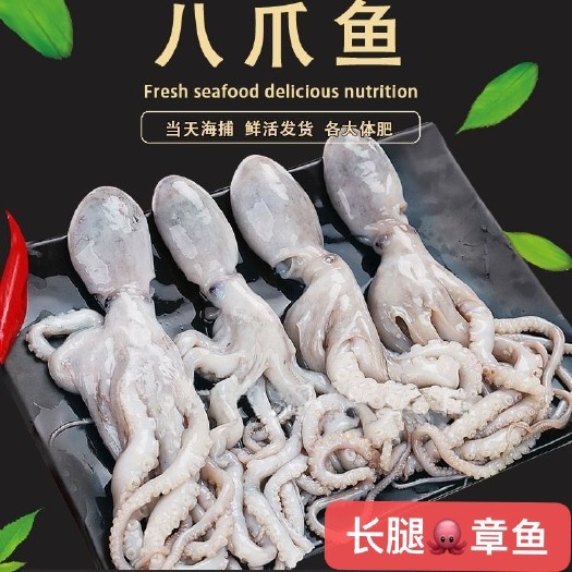 连云港连云港本地大长腿八爪鱼 鲜活速冻爆头章鱼八带鱼小线鮹冰盘批发