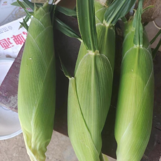 武陟縣太陽花大量有貨一級貨一百畝剛開園