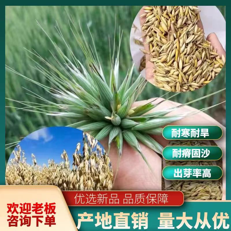 凉城县燕麦种子