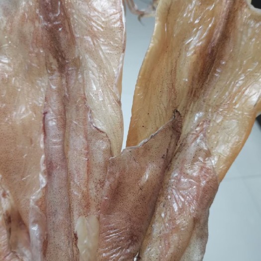 北海北部湾鱿鱼干