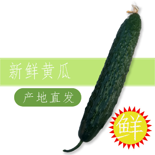 莘县刺黄瓜  秋延迟德瑞特品种短把黄瓜绿肉密刺瓜长15-20公分