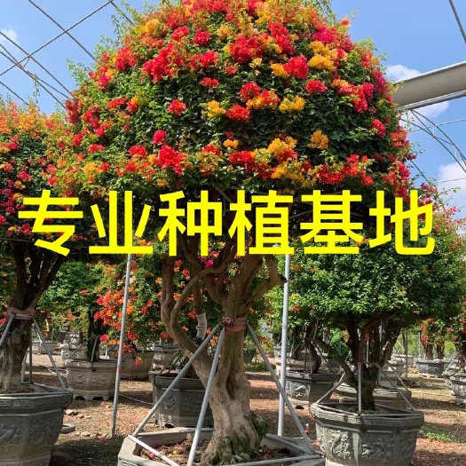 漳州福建三角梅供应 泰国五雀三角梅价格 造型多色三角梅批发