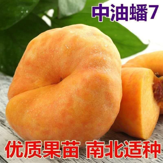 武陟县中油蟠7，油蟠桃树苗，7月中旬左右成熟，黄肉，大果形，丰产。